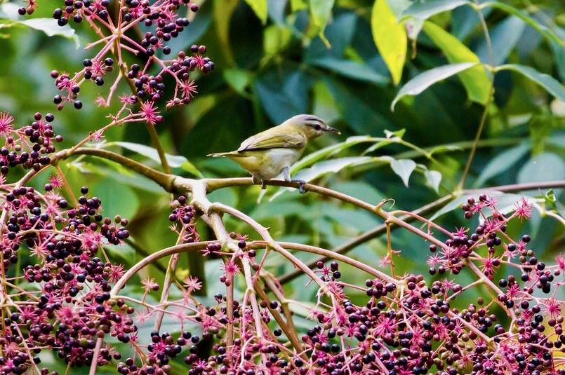 Red-eyed vireo by cricketsblog is licensed under CC BY 2.0